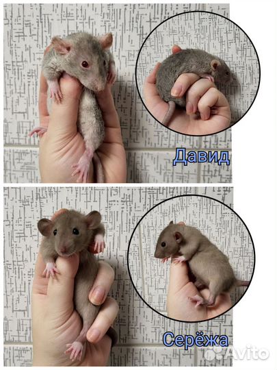 Крысята разные