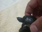Мускусные черепахи объявление продам