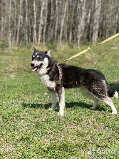 Метис Хаски