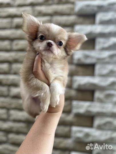 Чихуахуа девочки