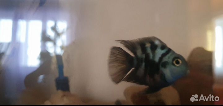 Сапфировый попугай