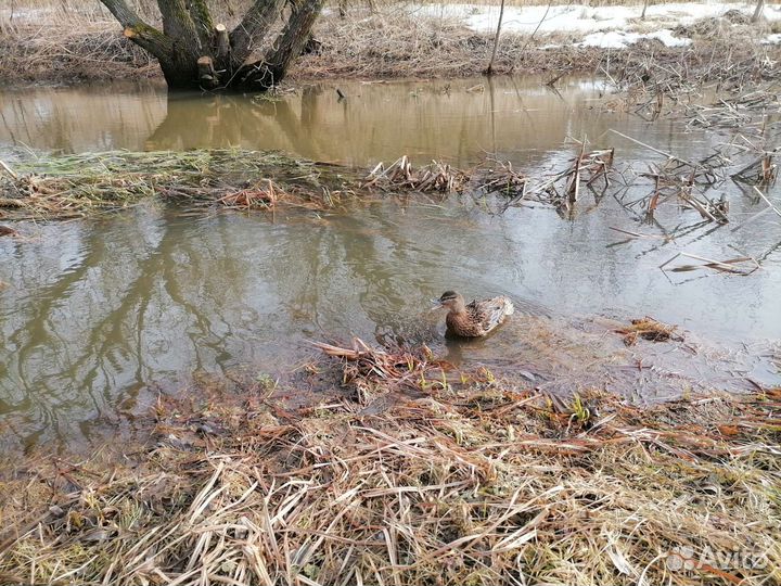 Утки подсадные для охоты