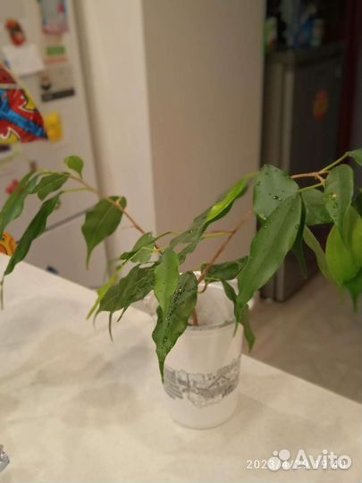 Комнатные цветы