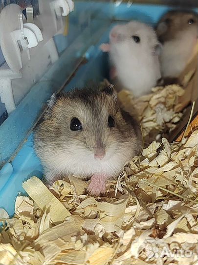 Хомячок. Джунгарик