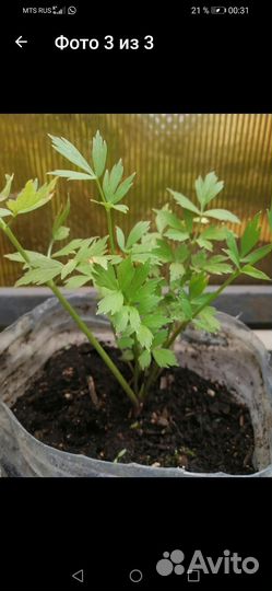 Рассада любистока