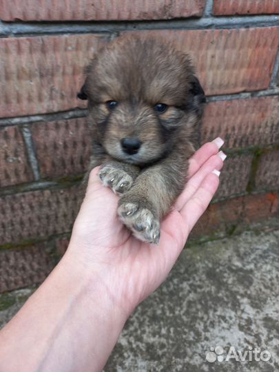 Собака в добрые руки отдам бесплатно