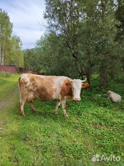 Корова дойная