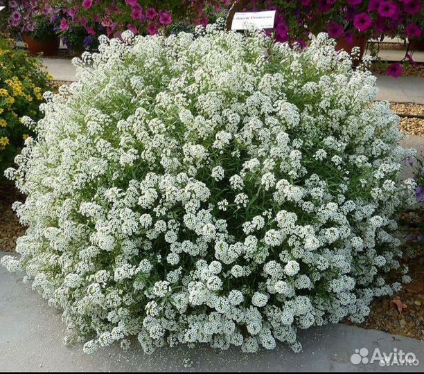 Алиссум Сноу Принцесс