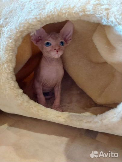 Канадский сфинкс котята