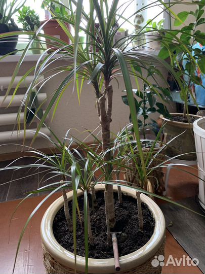 Драцена,сингониум,хойя