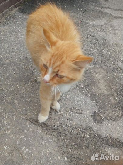 Котик ищет хозяина