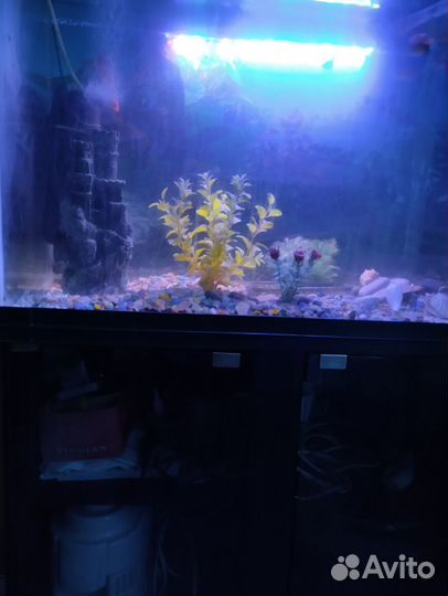 Аквариумные рыбки 9 штук