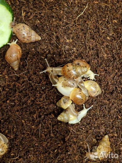 Улитки ахатины