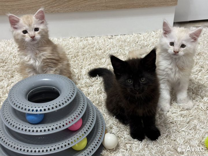 Котята мейн-кун