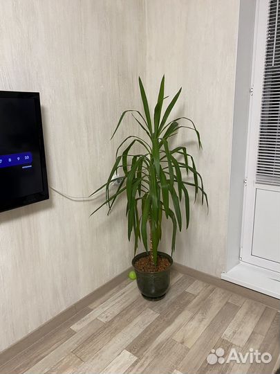 Пальма юкка большой цветок