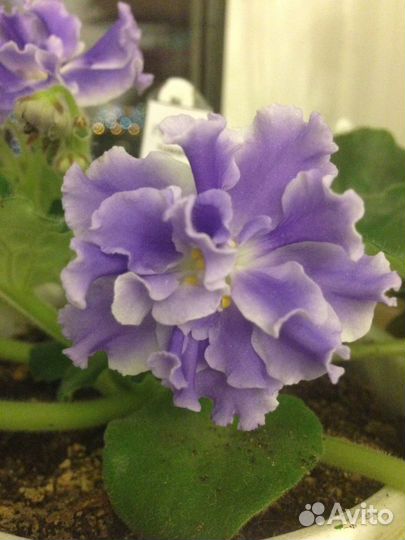 Детки и укорененные листики сортовых фиалок