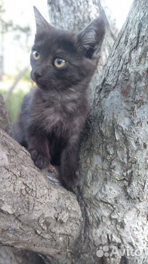 Котята в дар