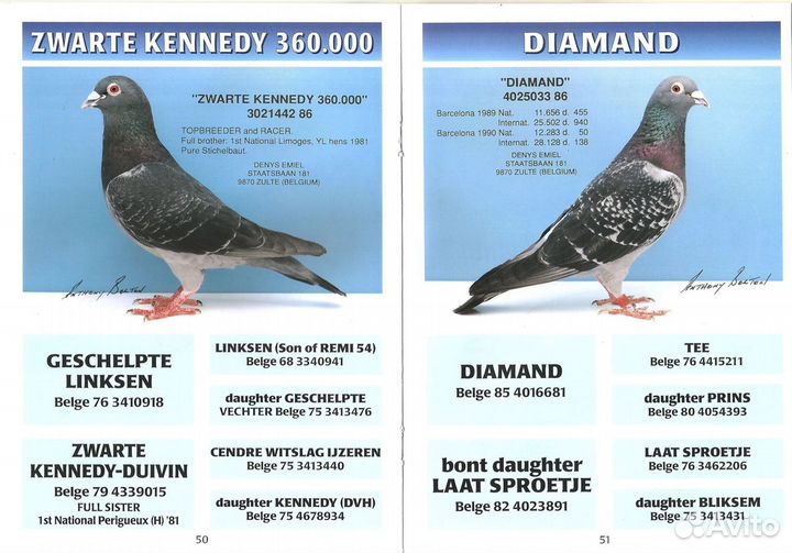 Спортивные голуби. Почтовые голуби 