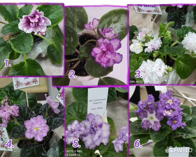 Набор сортовых фиалок