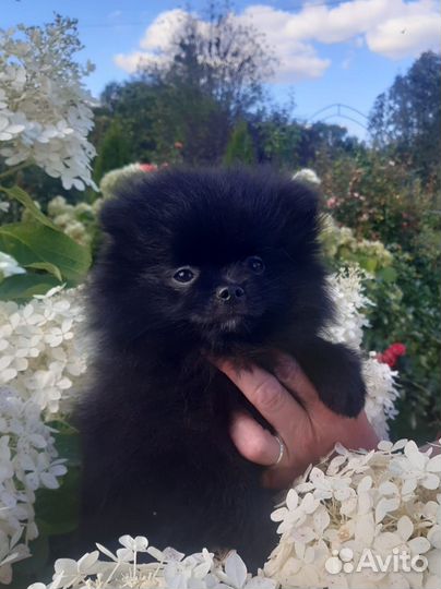 Щенки померанского шпица
