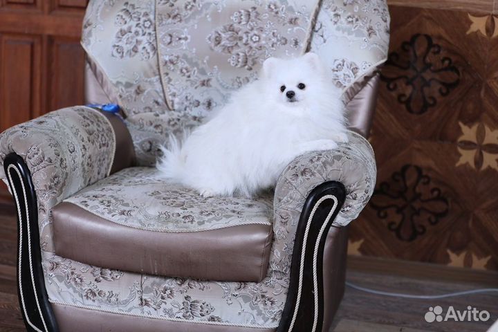 Миниатюрный шпиц