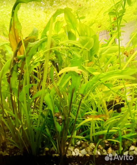 Криптокорина вендта