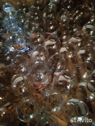 Банки 3 литр