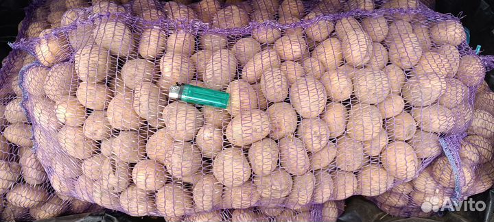 Картофель на посадку королева анна