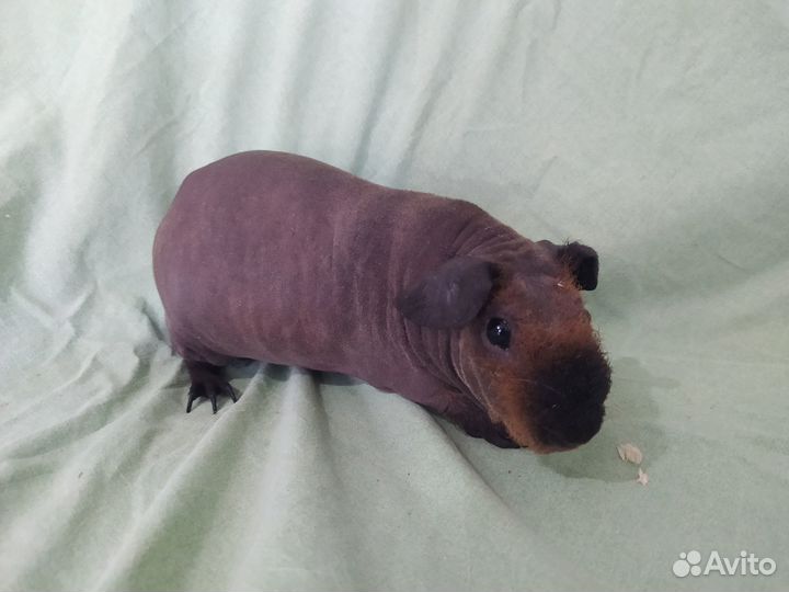 Морские свинки лысые голые малыши 4 шт
