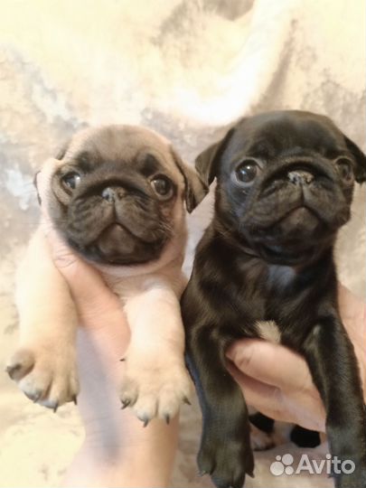 Мопсята документы РКФ