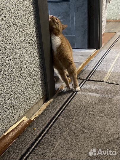 Кот