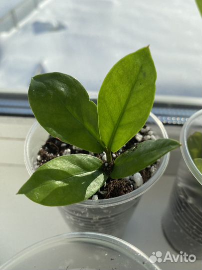 Замиокулькас