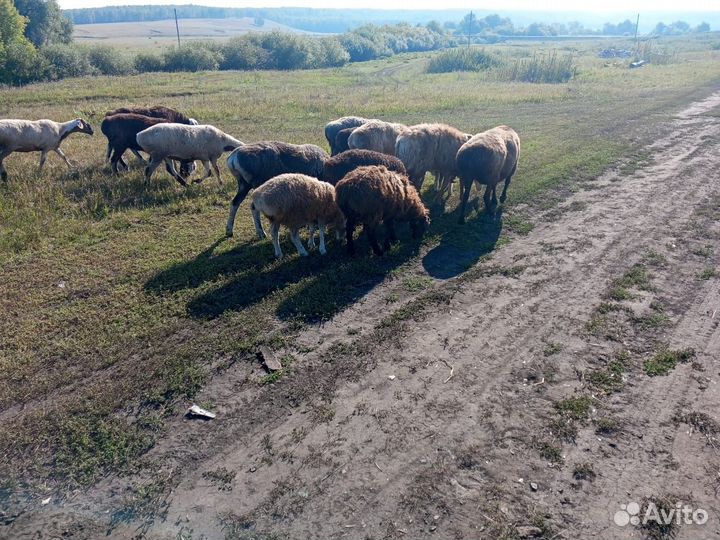 Бараны ярочки