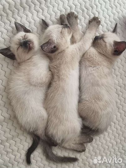 Сиамские котята