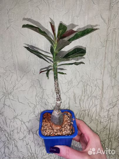 Адениум Космос