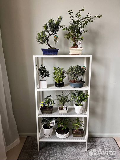 Бонсай, дерево, подарок, редкие, в наличии