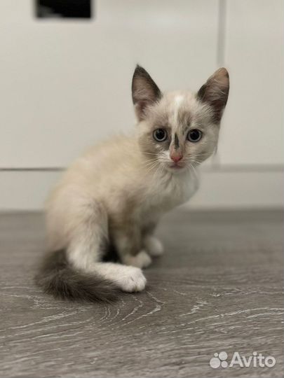 Отдам котёнка в добрые руки (девочка)