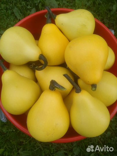 Тыква-груша декоративная Семена