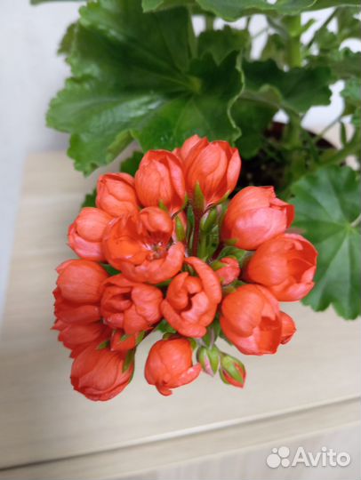 Герань тюльпановидная Red Pandora