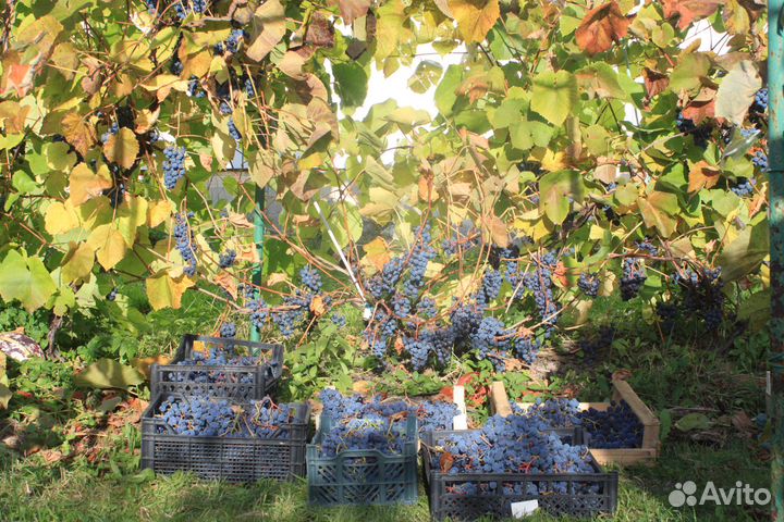 Виноград для севера