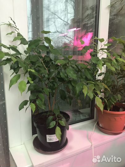 Комнатные растения цветы