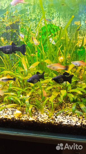 Аквариумные рыбки