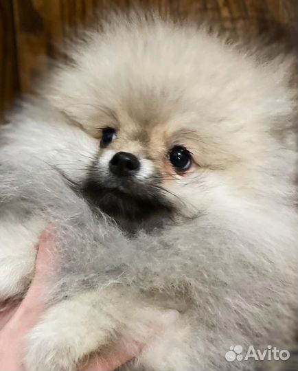 Шпиц померашка эксклюзив