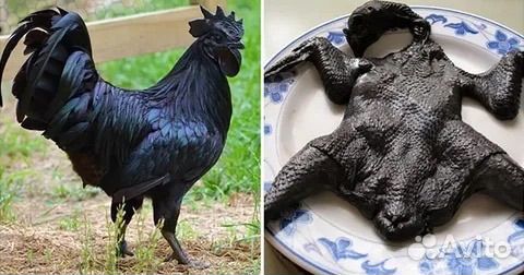 Петух Ухейилюй
