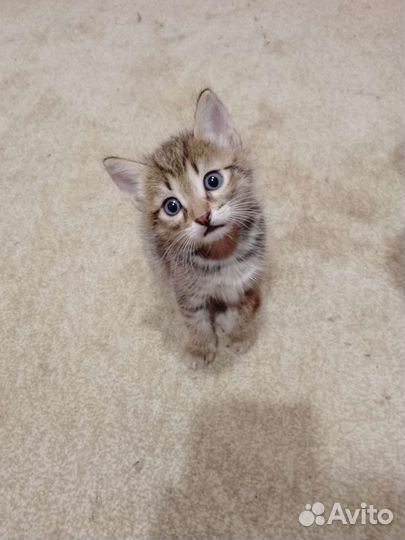 Кошки в добрые руки бесплатно