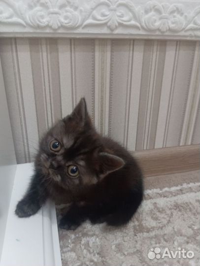 Британская кошка