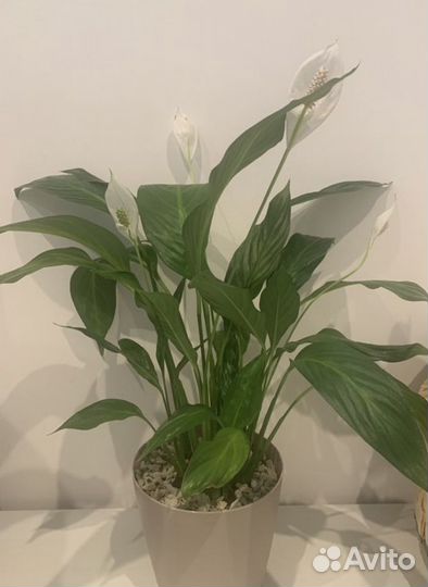 Спатифиллум