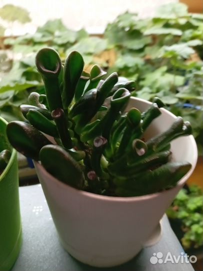 Крассула Хоббит, Ушки Шрека (суккулент)