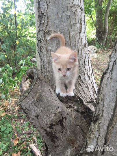 Котята в добрые руки бесплатно