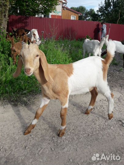 Козлики нубокамори